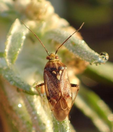 Réf. 316 887 : Lygus rugulipennis